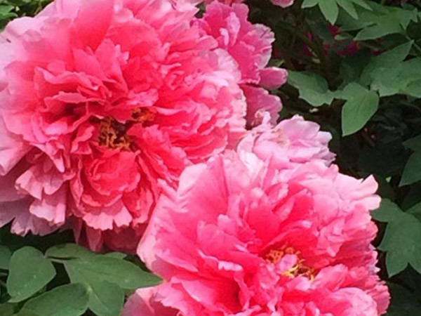 牡丹國(guó)色次第開(kāi) 凌宇喜迎佳客來(lái)